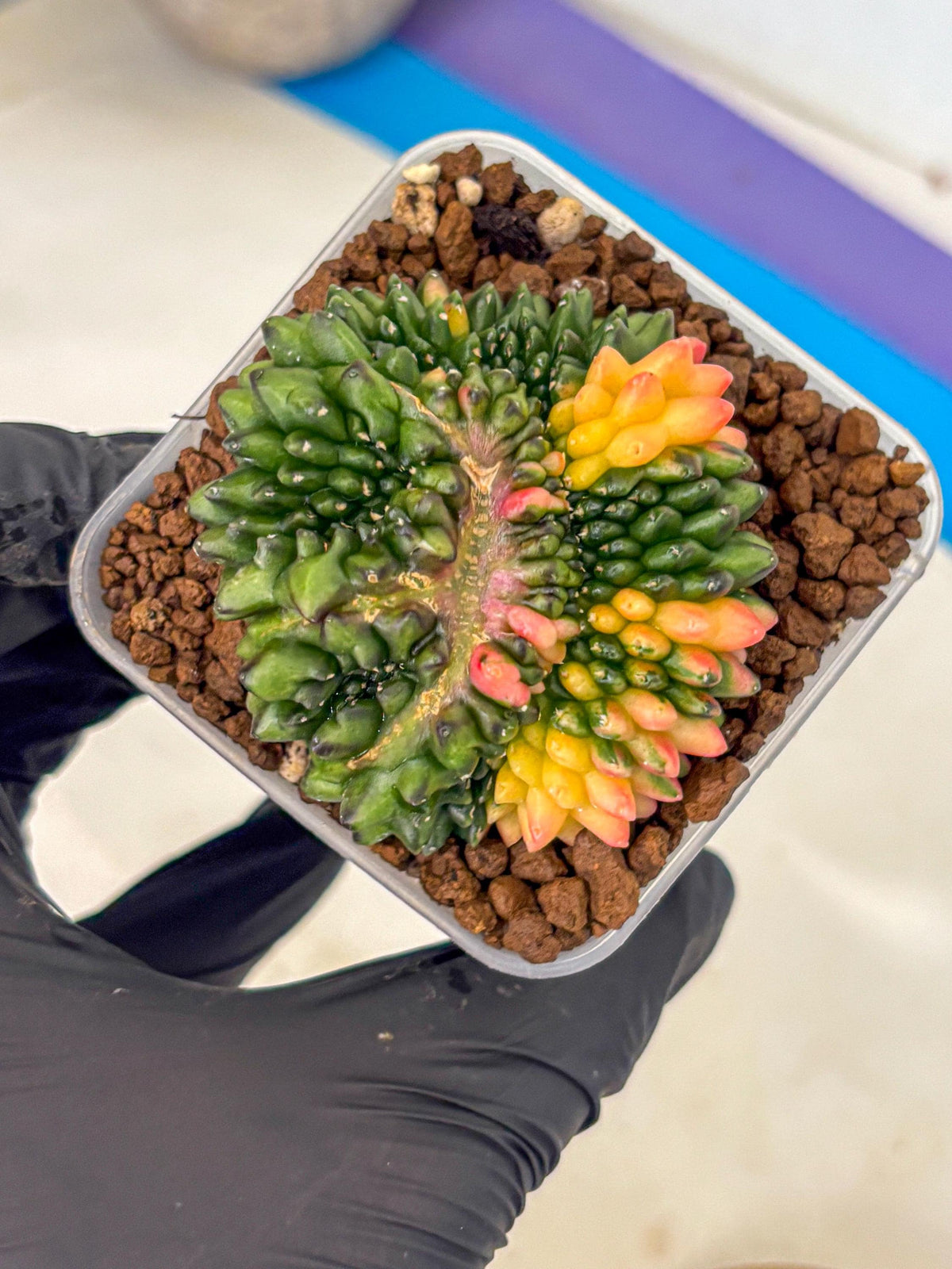 Gymnocalycium Inermis Cristata (gy9) (gg) | Variegated Cactus