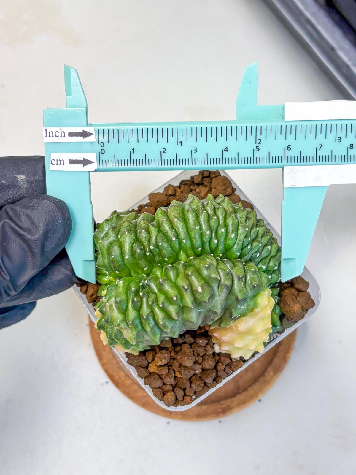 Gymnocalycium Inermis Cristata (gy2) (1) | Variegated Cactus