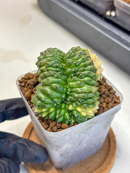 Gymnocalycium Inermis Cristata (gy2) (1) | Variegated Cactus