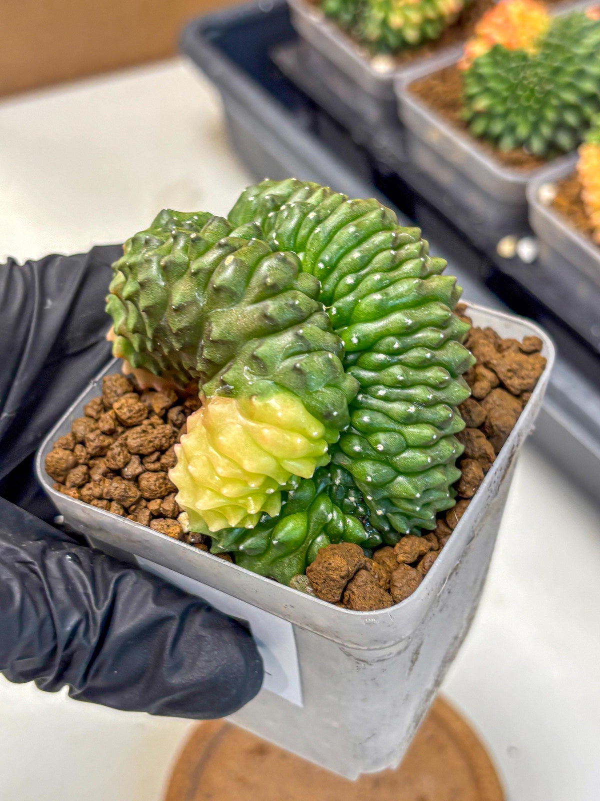 Gymnocalycium Inermis Cristata (gy2) (1) | Variegated Cactus