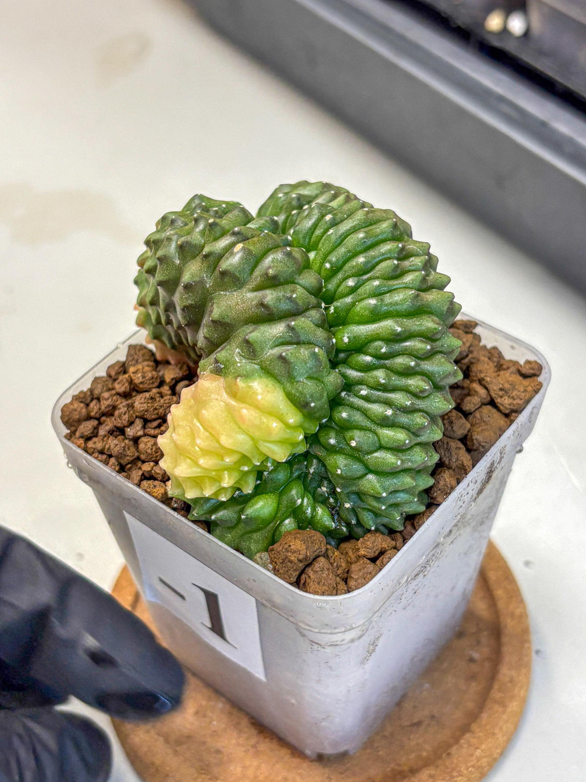 Gymnocalycium Inermis Cristata (gy2) (1) | Variegated Cactus