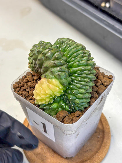 Gymnocalycium Inermis Cristata (gy2) (1) | Variegated Cactus