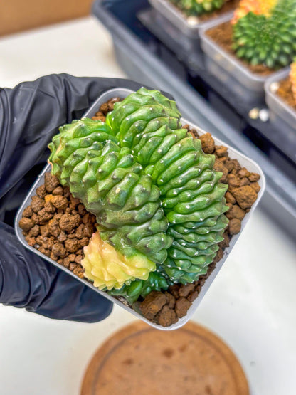 Gymnocalycium Inermis Cristata (gy2) (1) | Variegated Cactus