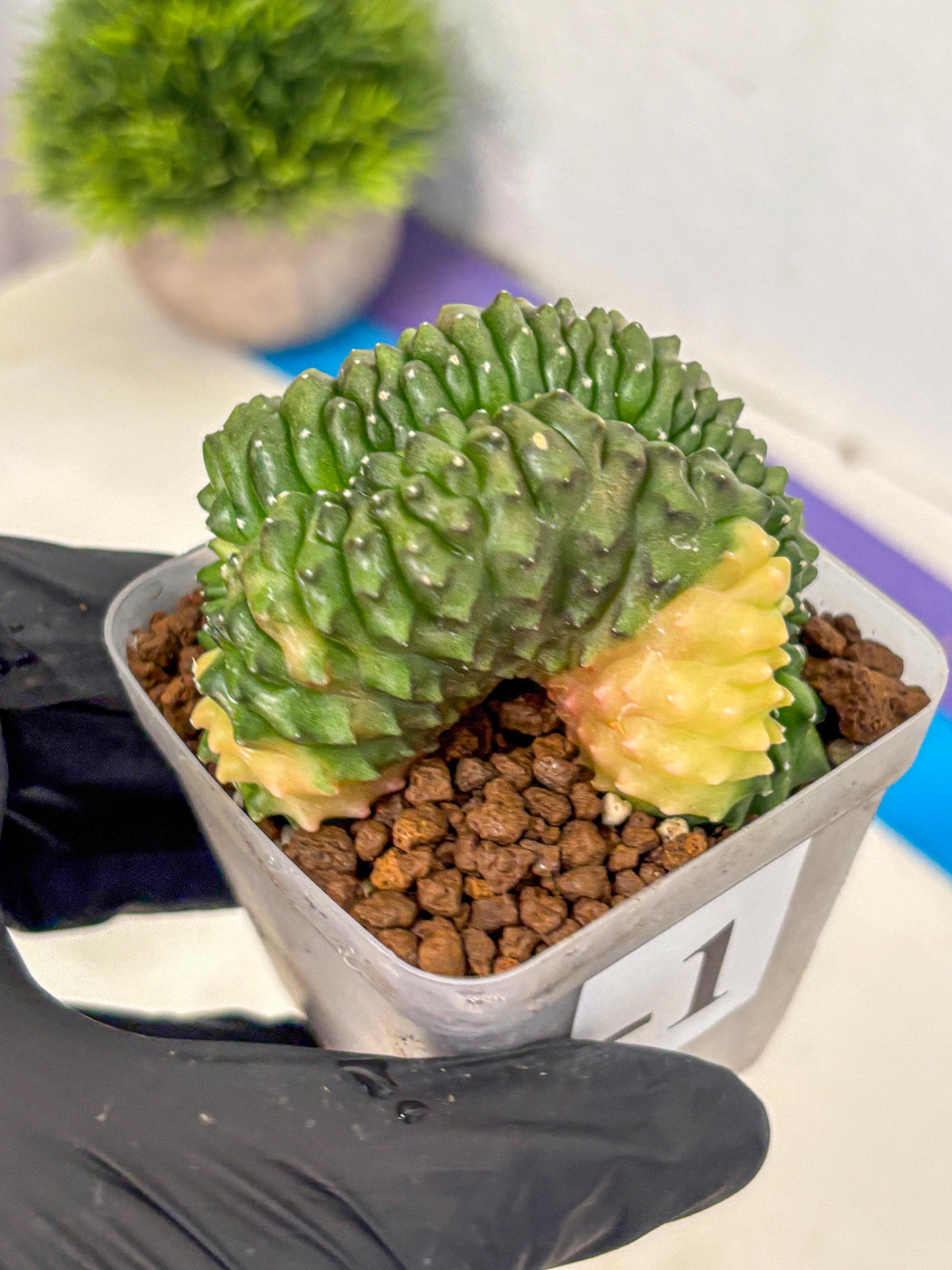 Gymnocalycium Inermis Cristata (gy2) (1) | Variegated Cactus