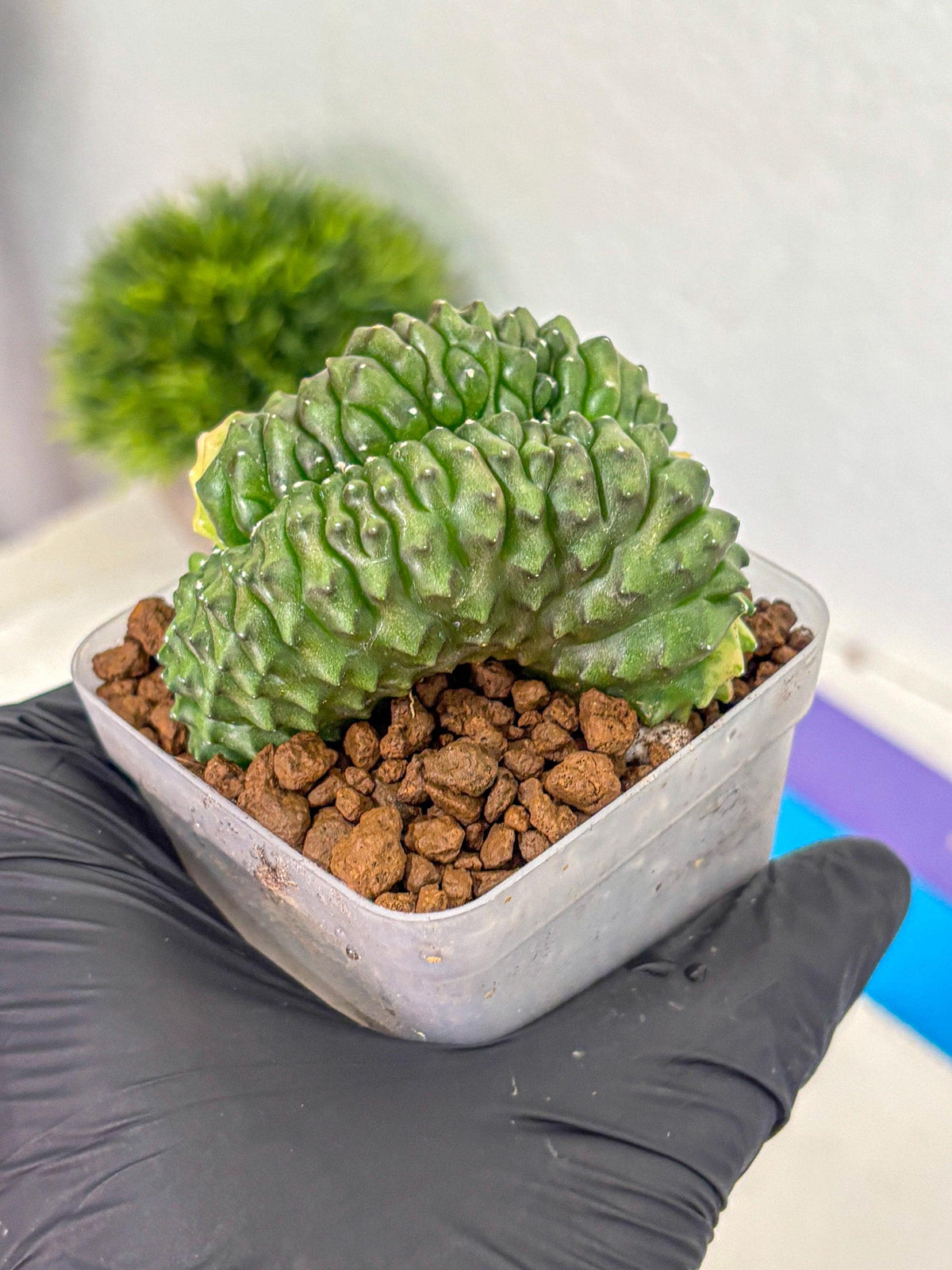 Gymnocalycium Inermis Cristata (gy2) (1) | Variegated Cactus