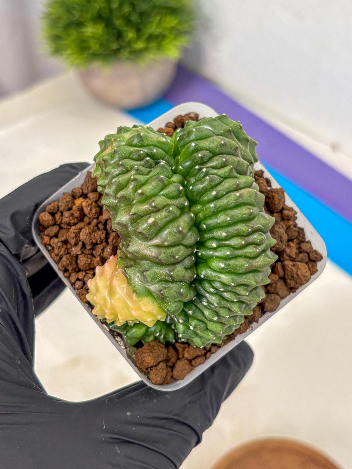 Gymnocalycium Inermis Cristata (gy2) (1) | Variegated Cactus