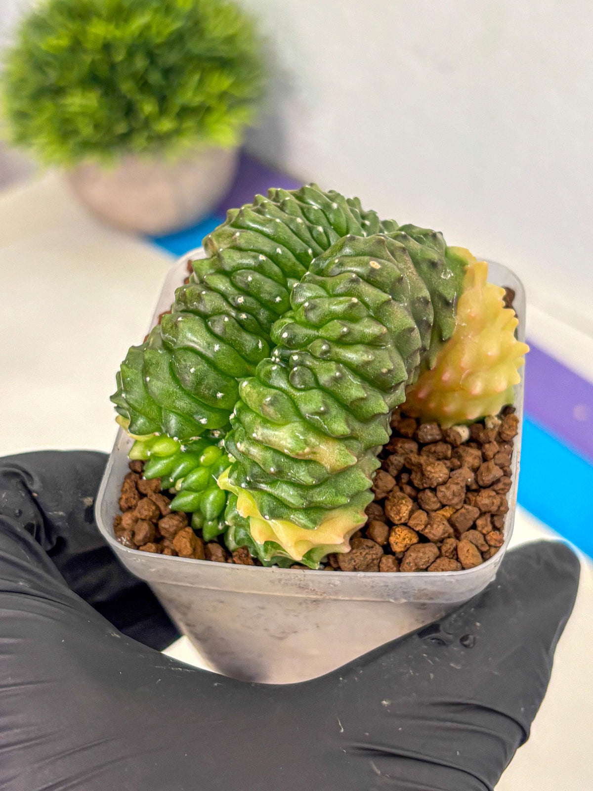 Gymnocalycium Inermis Cristata (gy2) (1) | Variegated Cactus