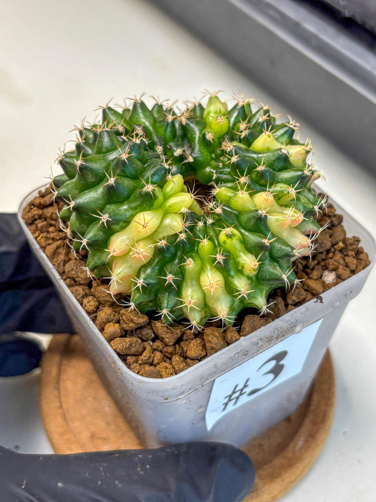 Gymnocalycium Inermis Cristata (gy2) (3) | Variegated Cactus