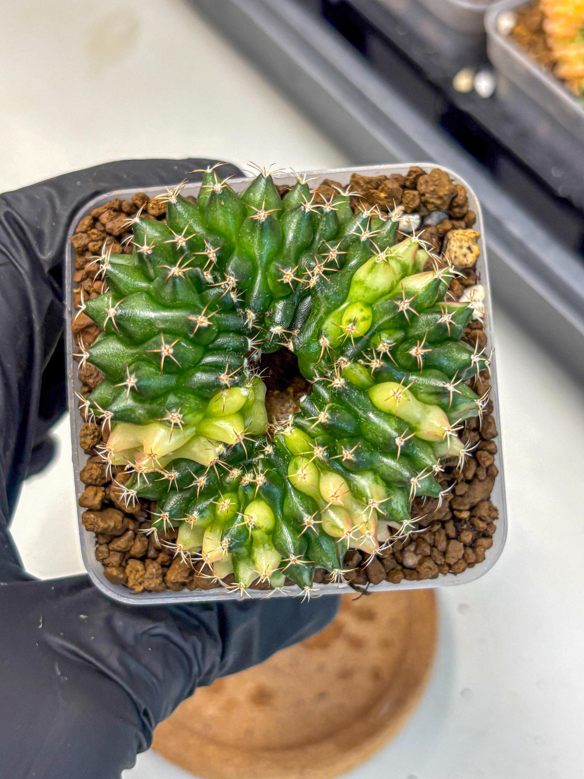 Gymnocalycium Inermis Cristata (gy2) (3) | Variegated Cactus