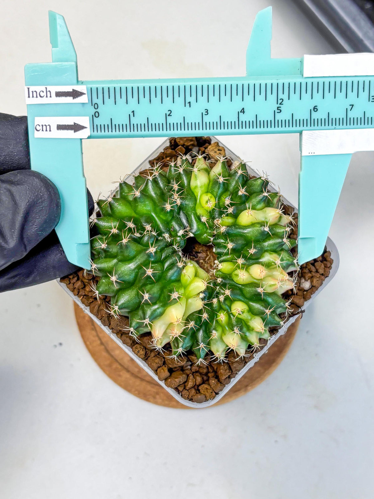 Gymnocalycium Inermis Cristata (gy2) (3) | Variegated Cactus