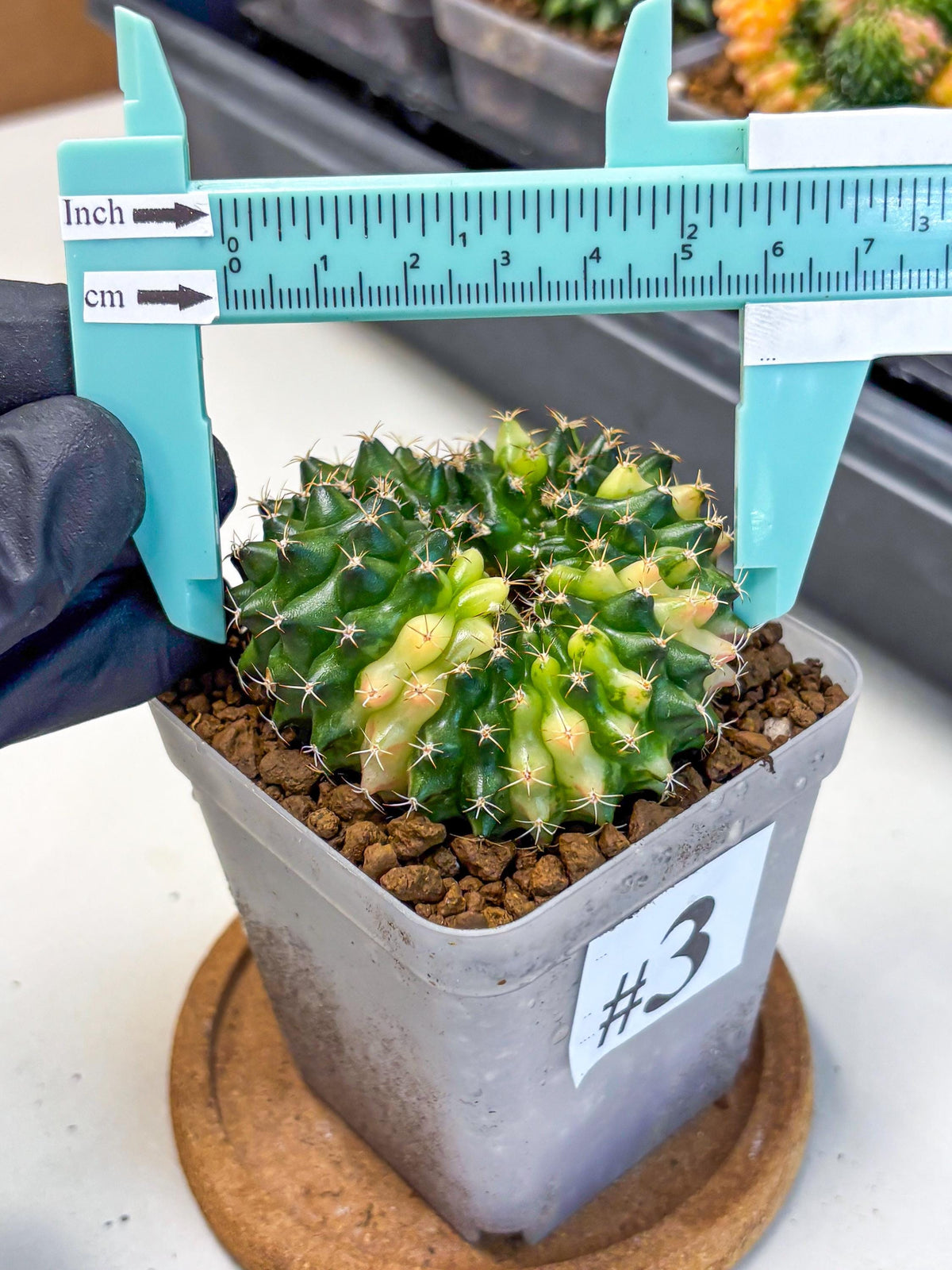 Gymnocalycium Inermis Cristata (gy2) (3) | Variegated Cactus