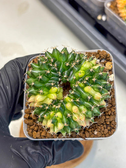 Gymnocalycium Inermis Cristata (gy2) (3) | Variegated Cactus