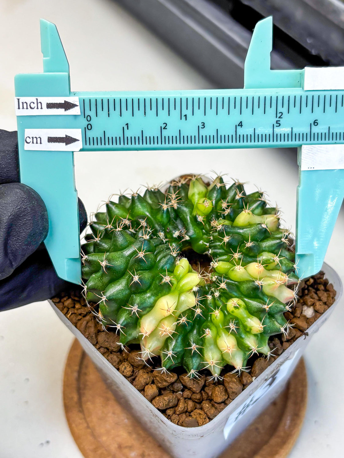 Gymnocalycium Inermis Cristata (gy2) (3) | Variegated Cactus