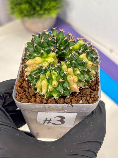 Gymnocalycium Inermis Cristata (gy2) (3) | Variegated Cactus