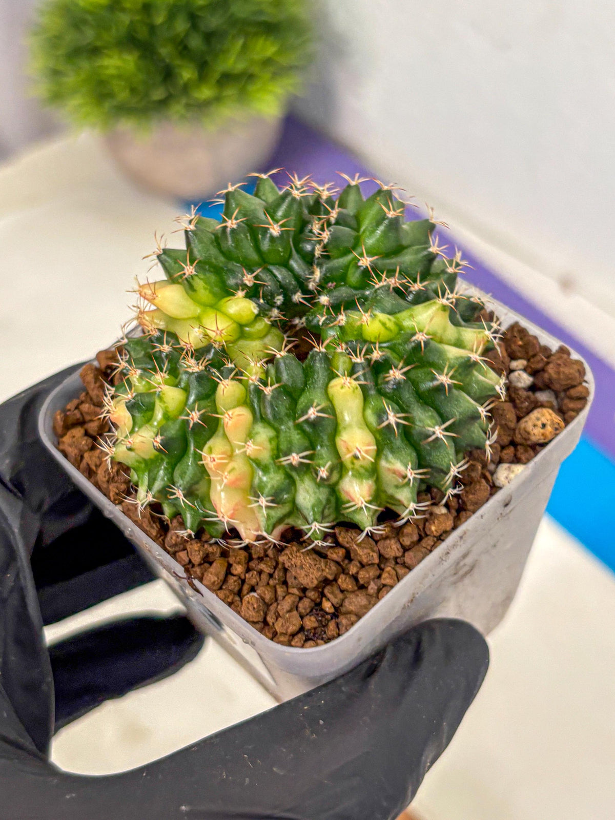 Gymnocalycium Inermis Cristata (gy2) (3) | Variegated Cactus
