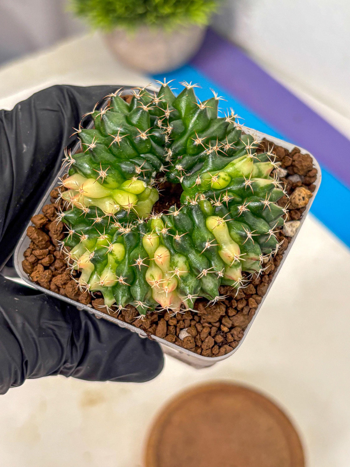 Gymnocalycium Inermis Cristata (gy2) (3) | Variegated Cactus