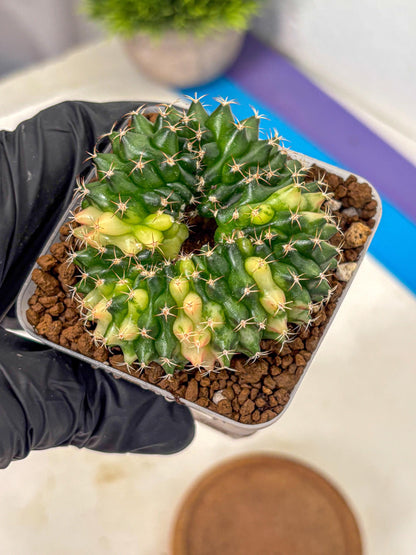 Gymnocalycium Inermis Cristata (gy2) (3) | Variegated Cactus