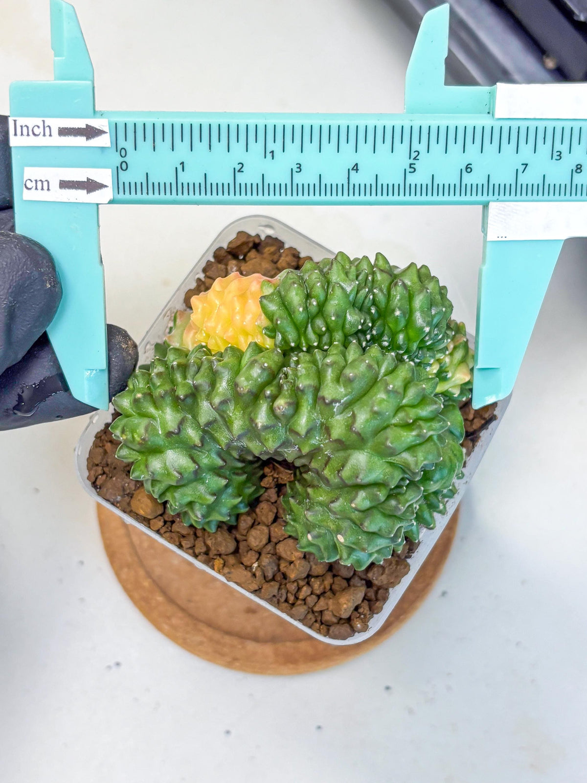 Gymnocalycium Inermis Cristata (gy2) (5) | Variegated Cactus