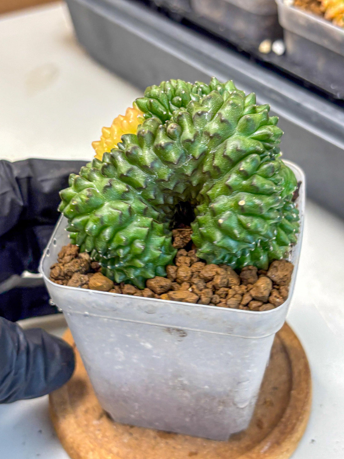Gymnocalycium Inermis Cristata (gy2) (5) | Variegated Cactus