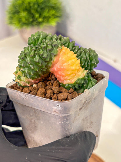 Gymnocalycium Inermis Cristata (gy2) (5) | Variegated Cactus