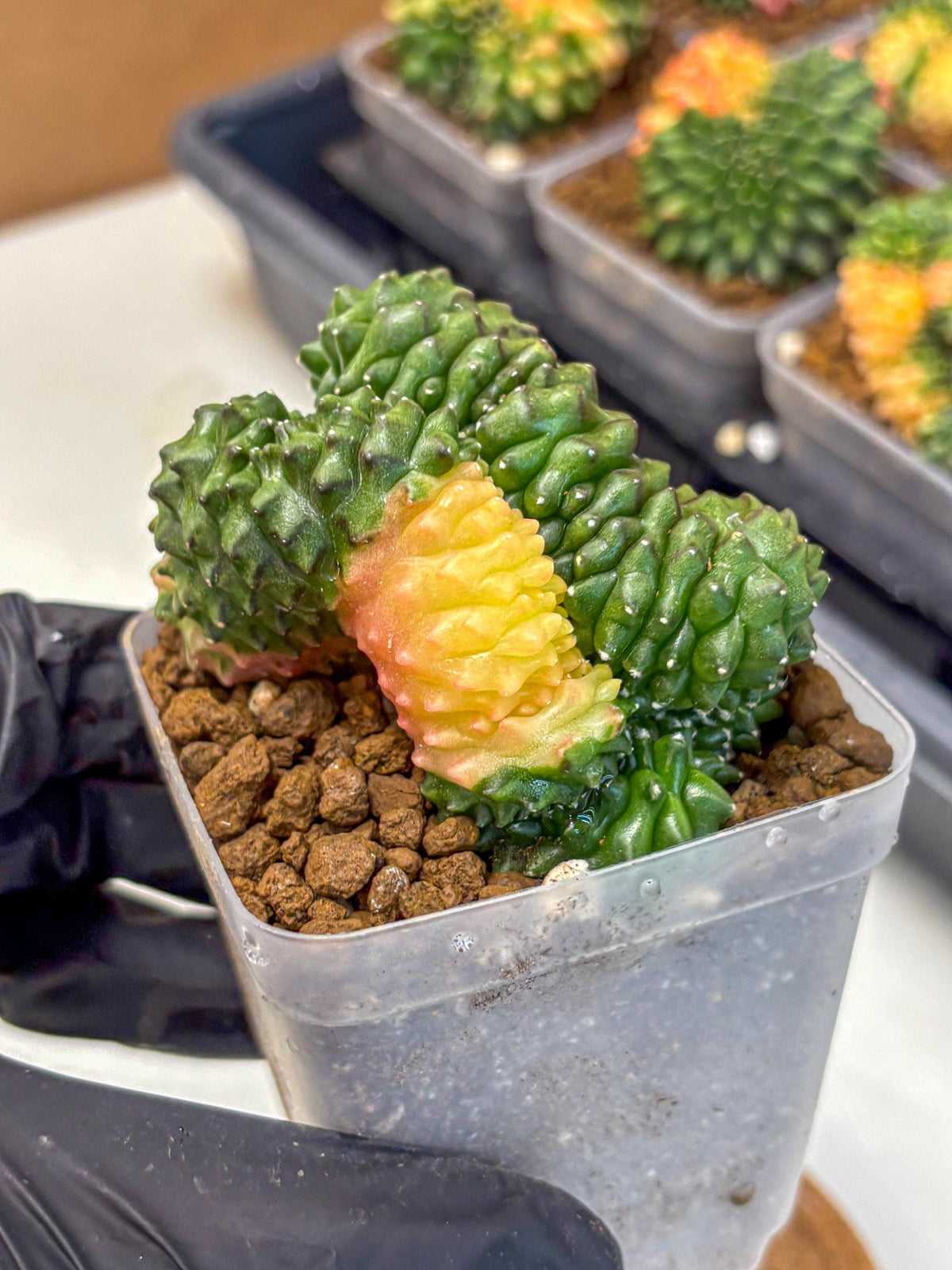 Gymnocalycium Inermis Cristata (gy2) (5) | Variegated Cactus
