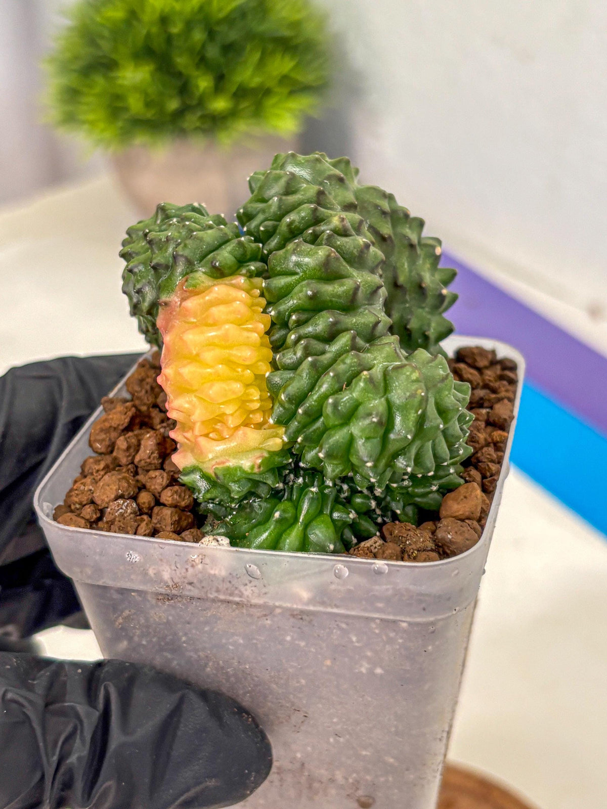 Gymnocalycium Inermis Cristata (gy2) (5) | Variegated Cactus