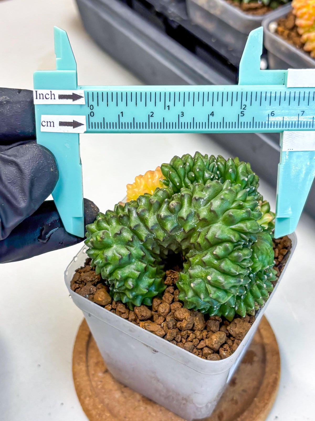 Gymnocalycium Inermis Cristata (gy2) (5) | Variegated Cactus