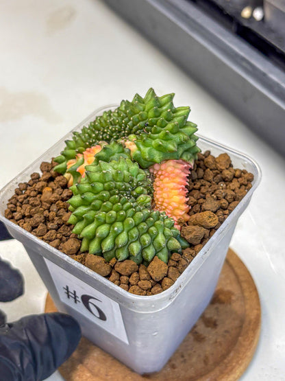 Gymnocalycium Inermis Cristata (gy2) (6) | Variegated Cactus
