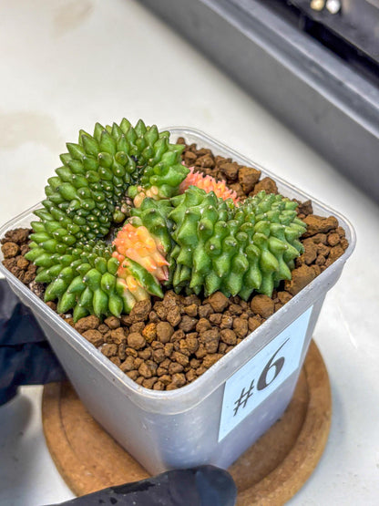 Gymnocalycium Inermis Cristata (gy2) (6) | Variegated Cactus