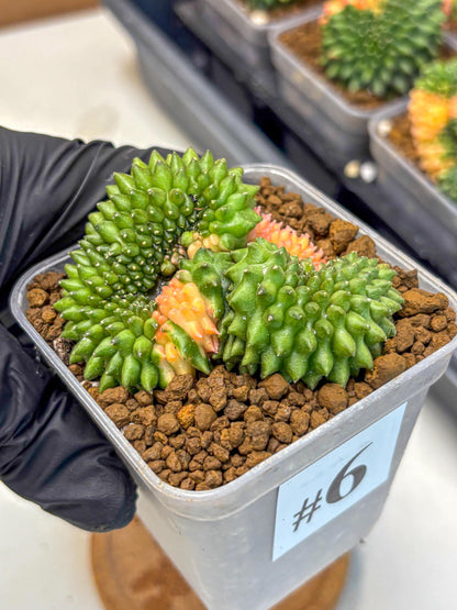 Gymnocalycium Inermis Cristata (gy2) (6) | Variegated Cactus