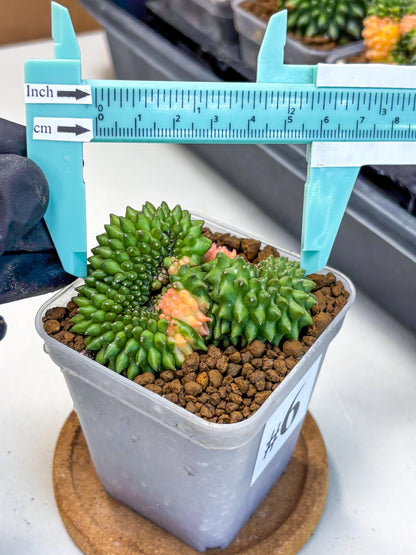 Gymnocalycium Inermis Cristata (gy2) (6) | Variegated Cactus