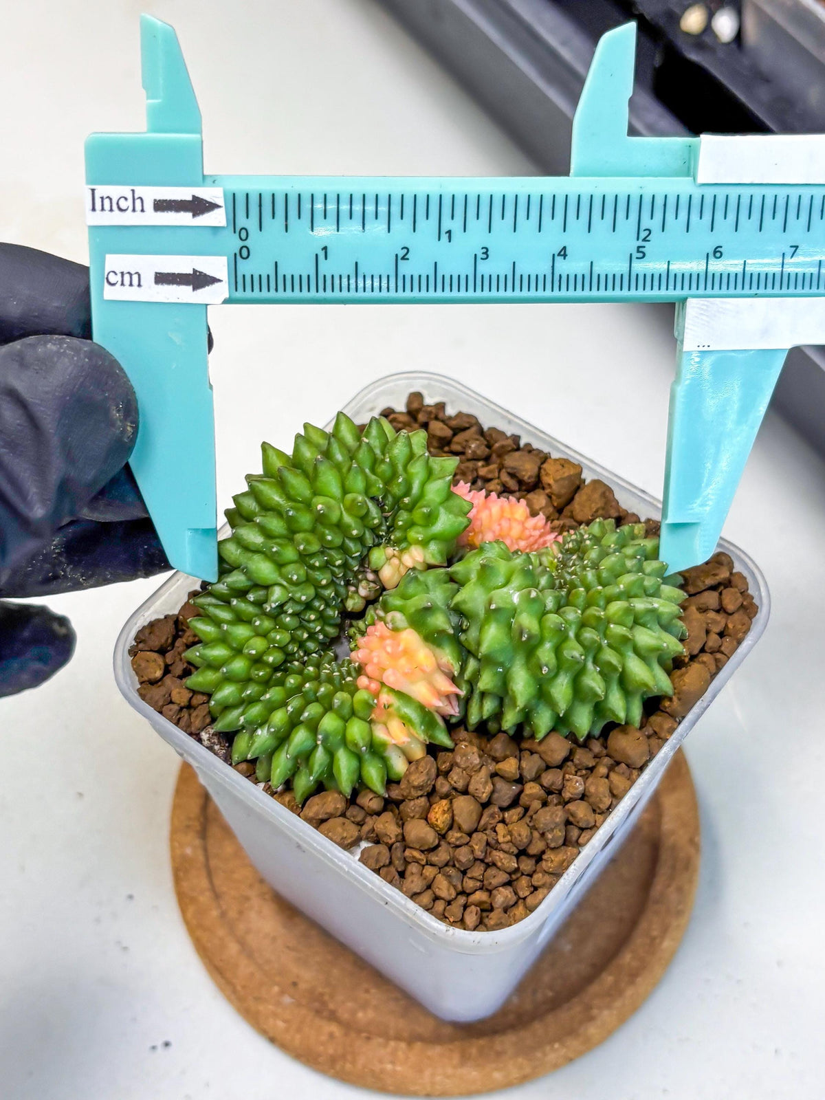 Gymnocalycium Inermis Cristata (gy2) (6) | Variegated Cactus