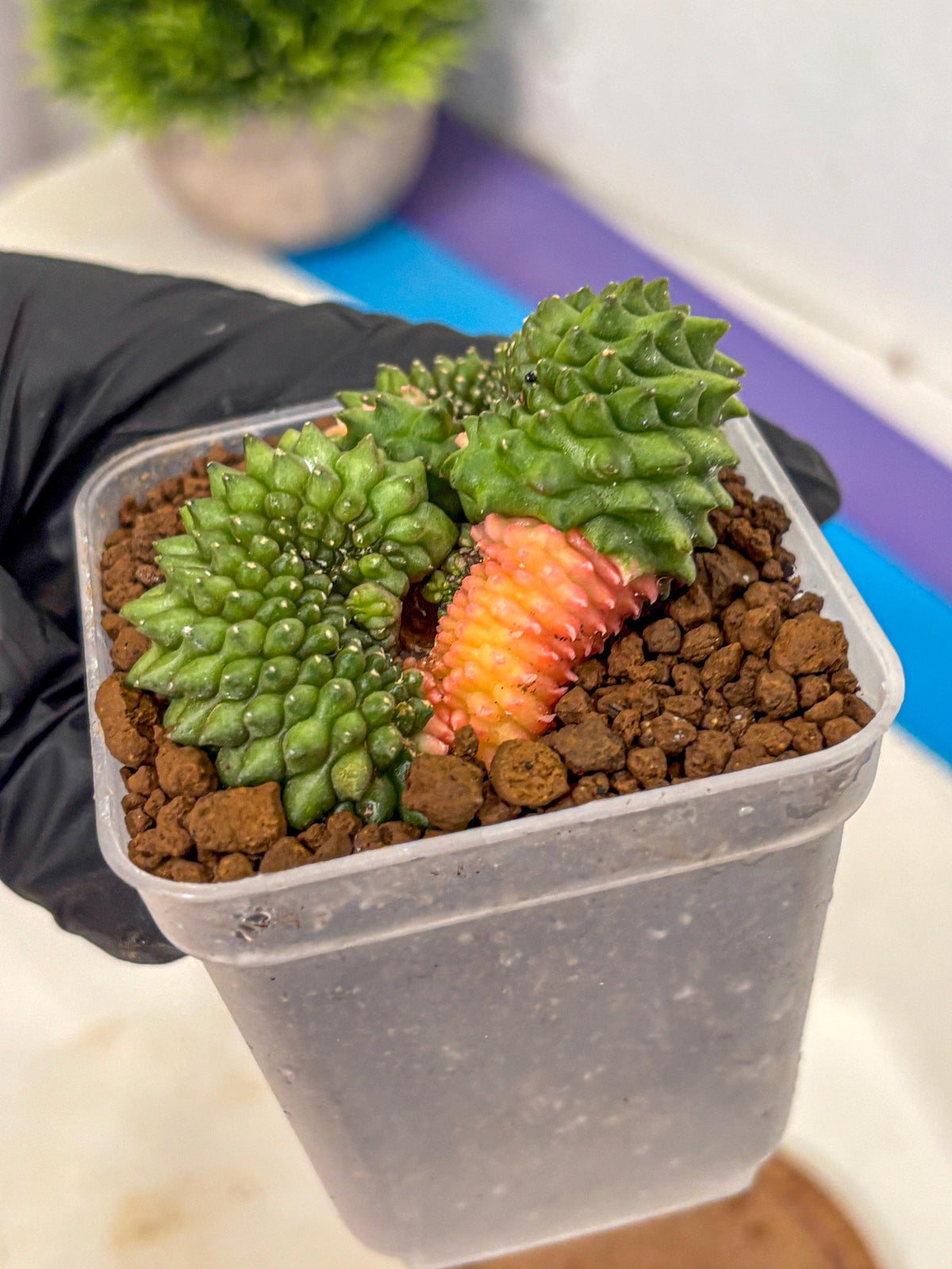 Gymnocalycium Inermis Cristata (gy2) (6) | Variegated Cactus