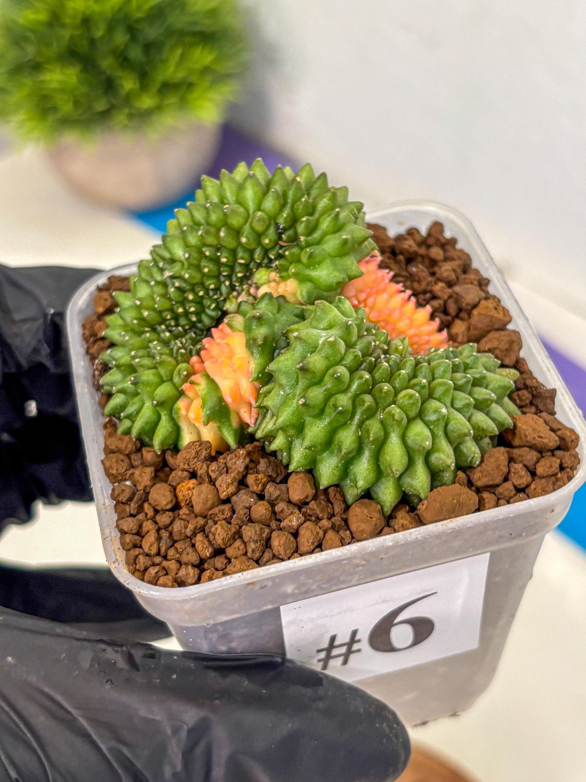 Gymnocalycium Inermis Cristata (gy2) (6) | Variegated Cactus
