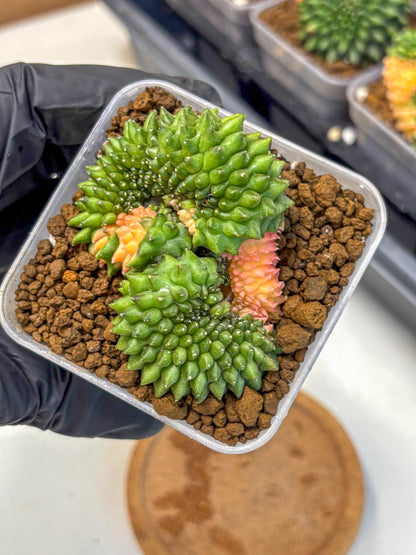 Gymnocalycium Inermis Cristata (gy2) (6) | Variegated Cactus