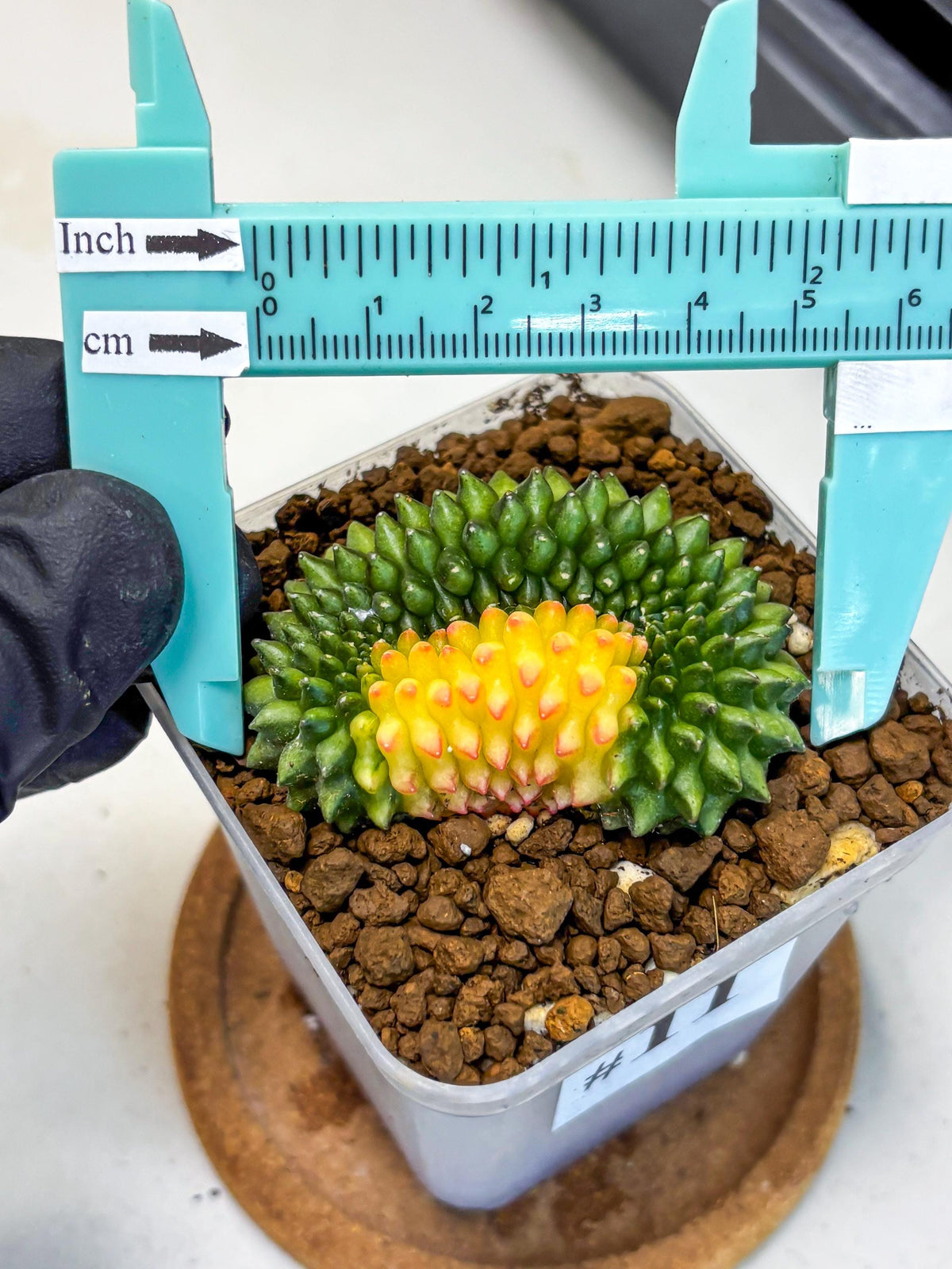 Gymnocalycium Inermis Cristata (gy2) (11) | Variegated Cactus