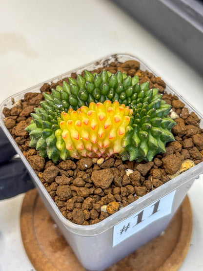 Gymnocalycium Inermis Cristata (gy2) (11) | Variegated Cactus