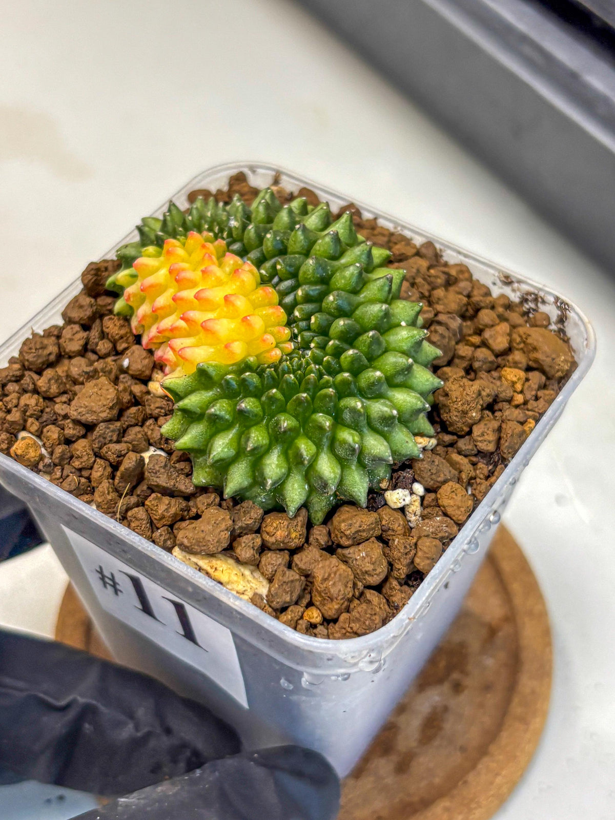 Gymnocalycium Inermis Cristata (gy2) (11) | Variegated Cactus