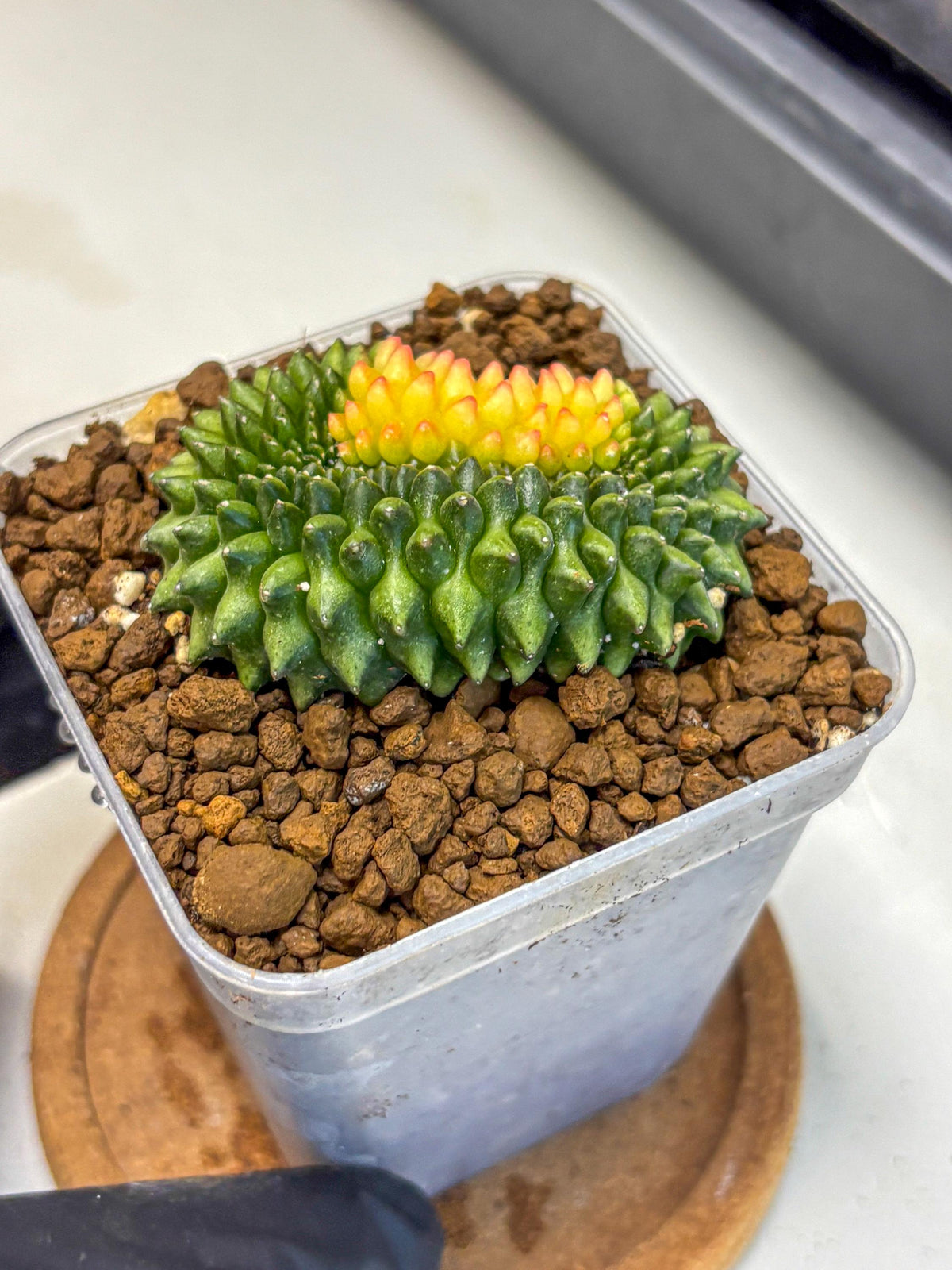 Gymnocalycium Inermis Cristata (gy2) (11) | Variegated Cactus
