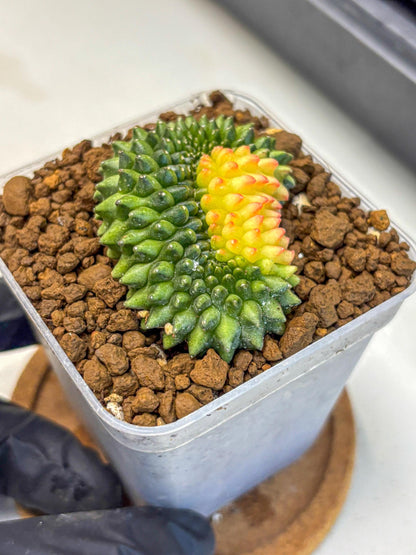 Gymnocalycium Inermis Cristata (gy2) (11) | Variegated Cactus