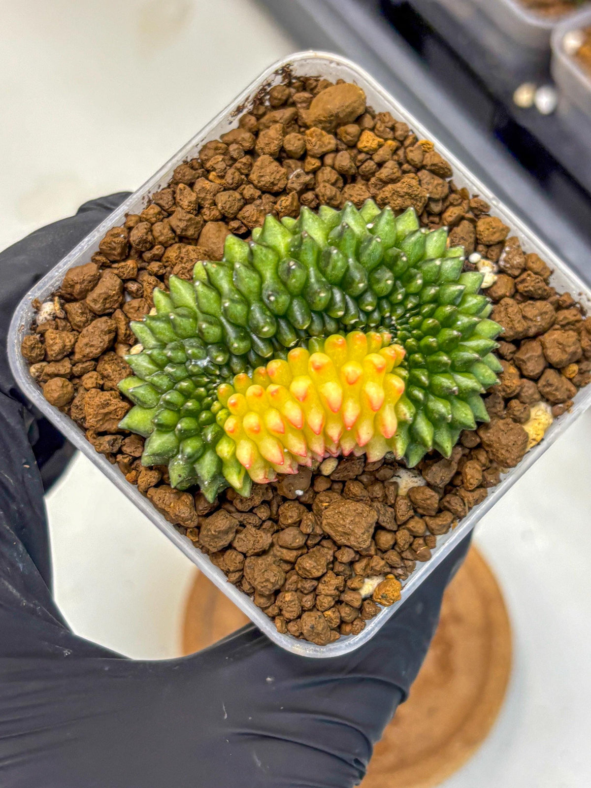 Gymnocalycium Inermis Cristata (gy2) (11) | Variegated Cactus
