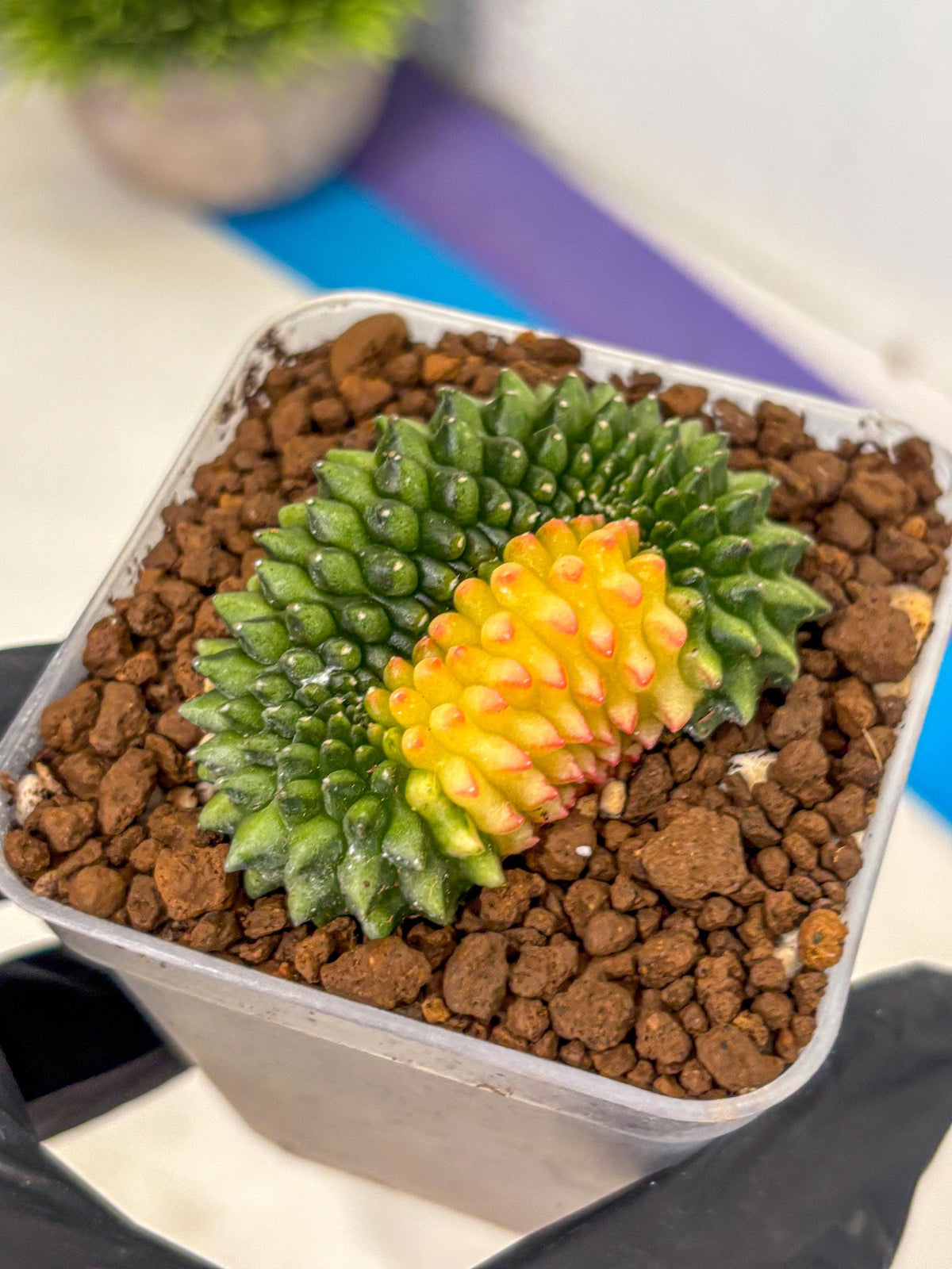 Gymnocalycium Inermis Cristata (gy2) (11) | Variegated Cactus