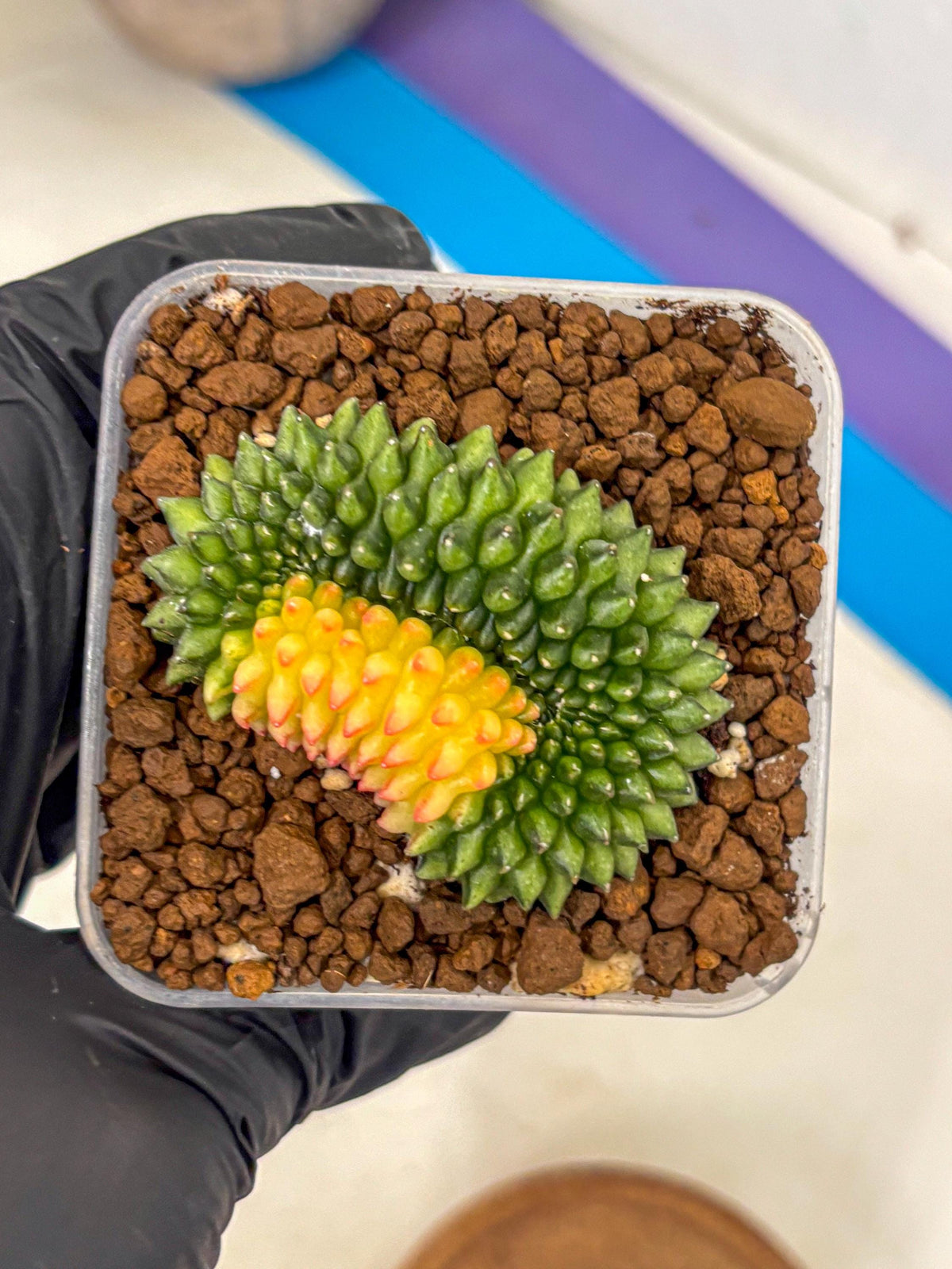 Gymnocalycium Inermis Cristata (gy2) (11) | Variegated Cactus