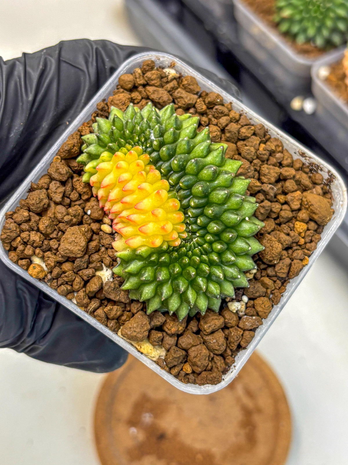 Gymnocalycium Inermis Cristata (gy2) (11) | Variegated Cactus