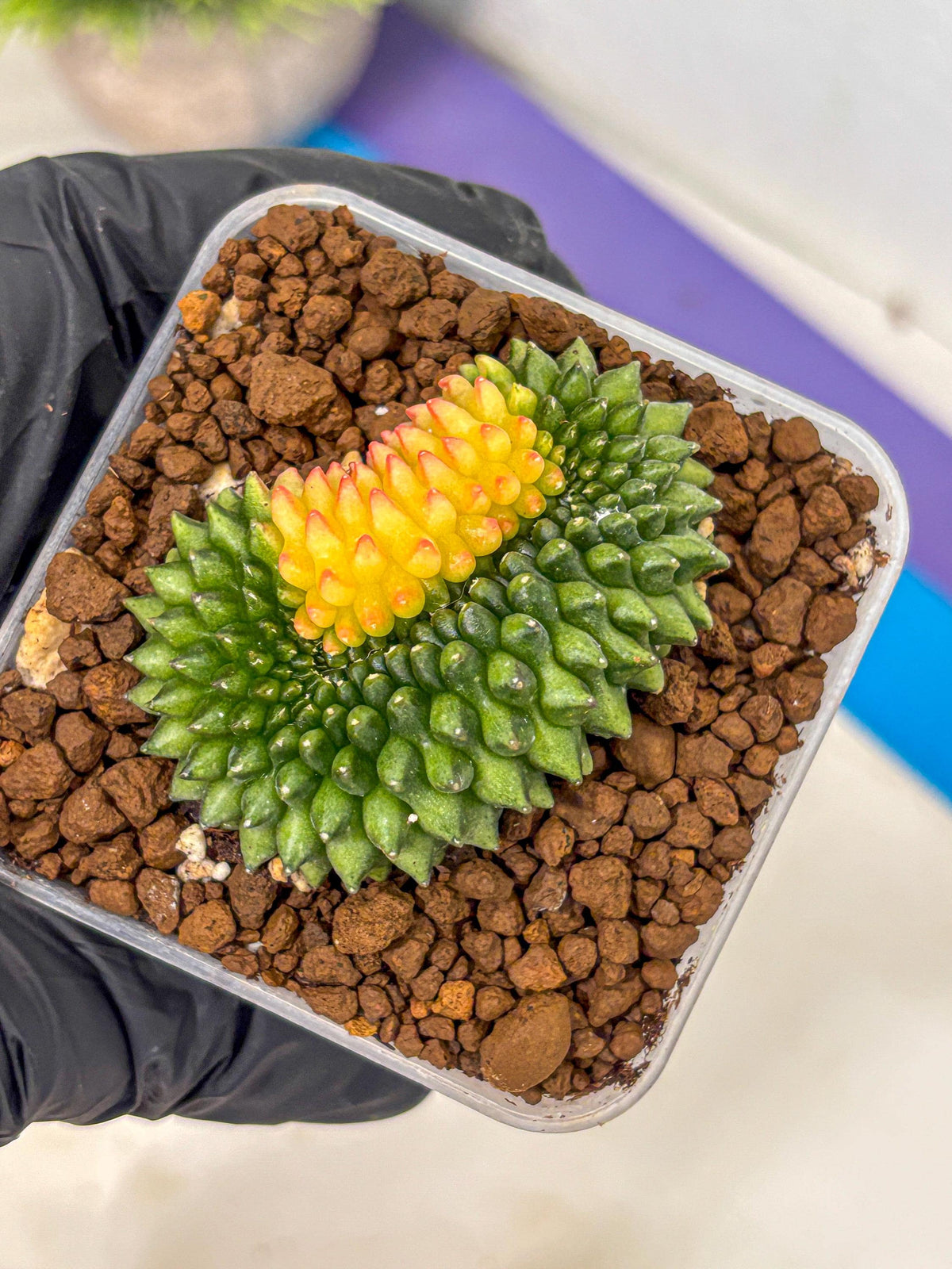 Gymnocalycium Inermis Cristata (gy2) (11) | Variegated Cactus