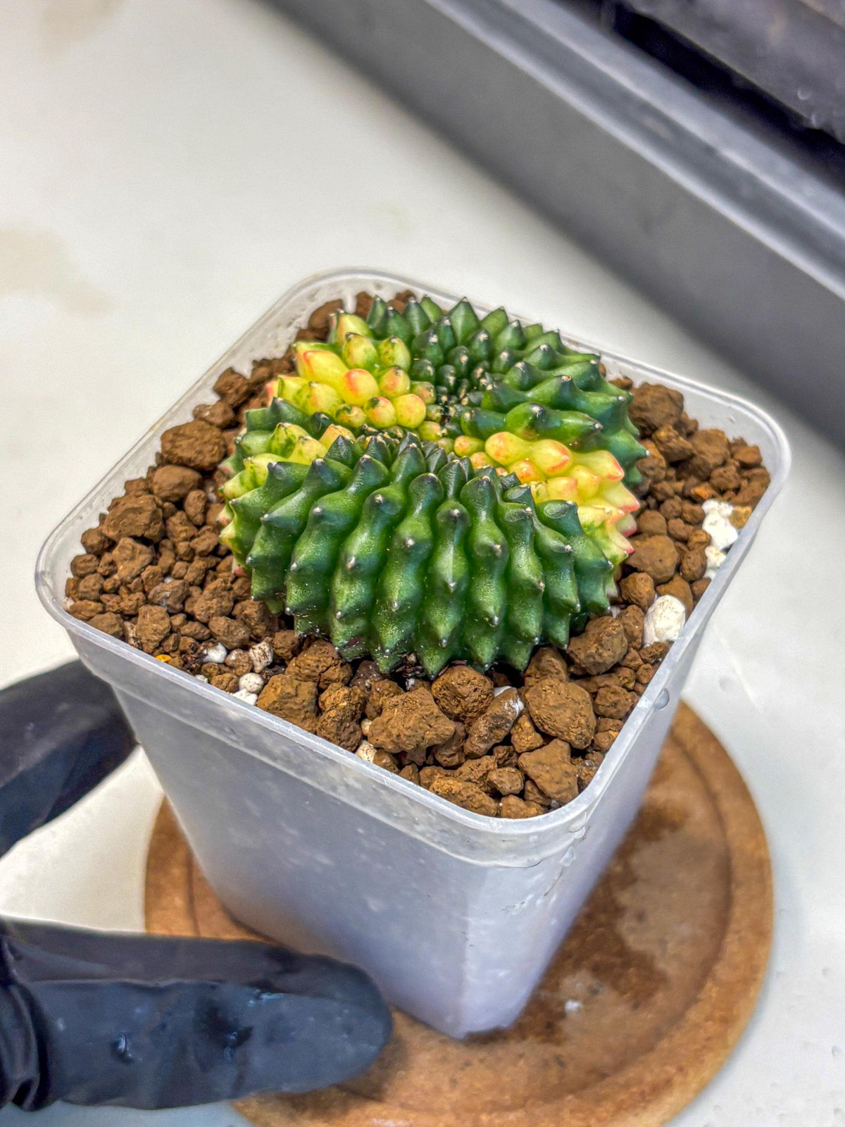 Gymnocalycium Inermis Cristata (gy2) (12) | Variegated Cactus