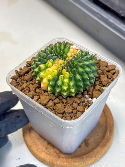 Gymnocalycium Inermis Cristata (gy2) (12) | Variegated Cactus