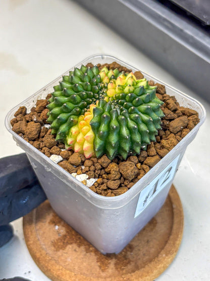 Gymnocalycium Inermis Cristata (gy2) (12) | Variegated Cactus