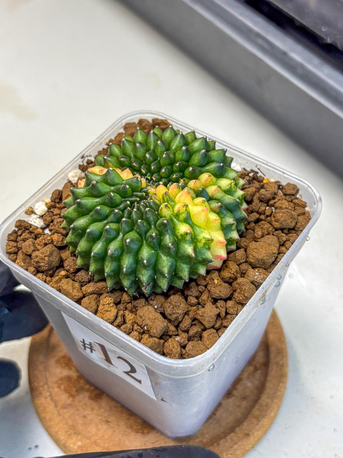 Gymnocalycium Inermis Cristata (gy2) (12) | Variegated Cactus