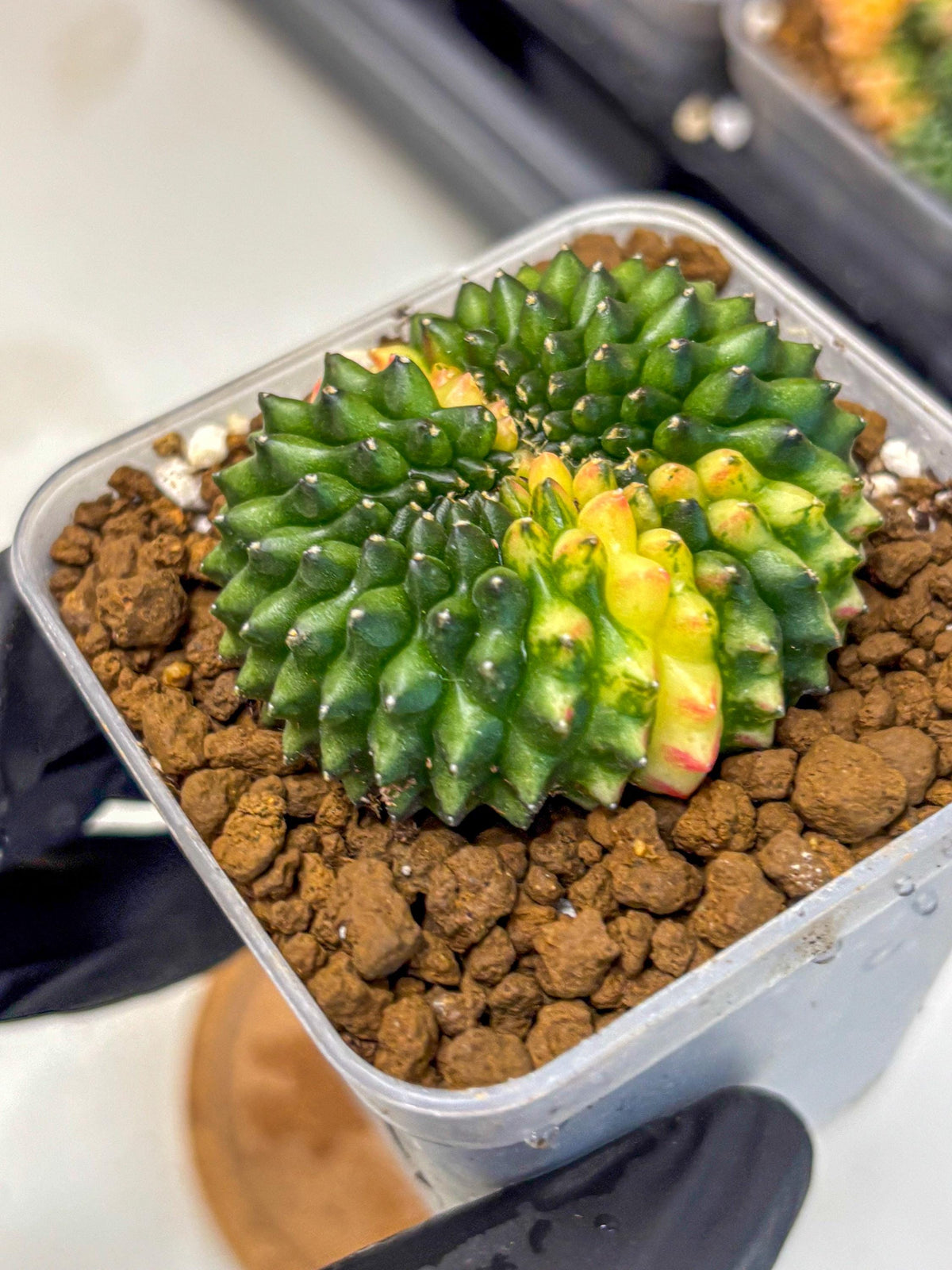 Gymnocalycium Inermis Cristata (gy2) (12) | Variegated Cactus